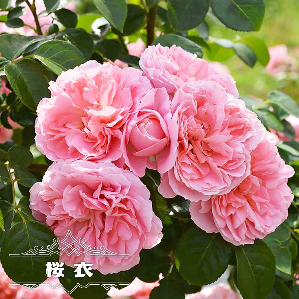 バラ苗 桜衣 Cl 国産苗 大苗 6号ポット Rose Cl Sakuragoromo 02 苗木部 花ひろばオンライン 通販 Yahoo ショッピング