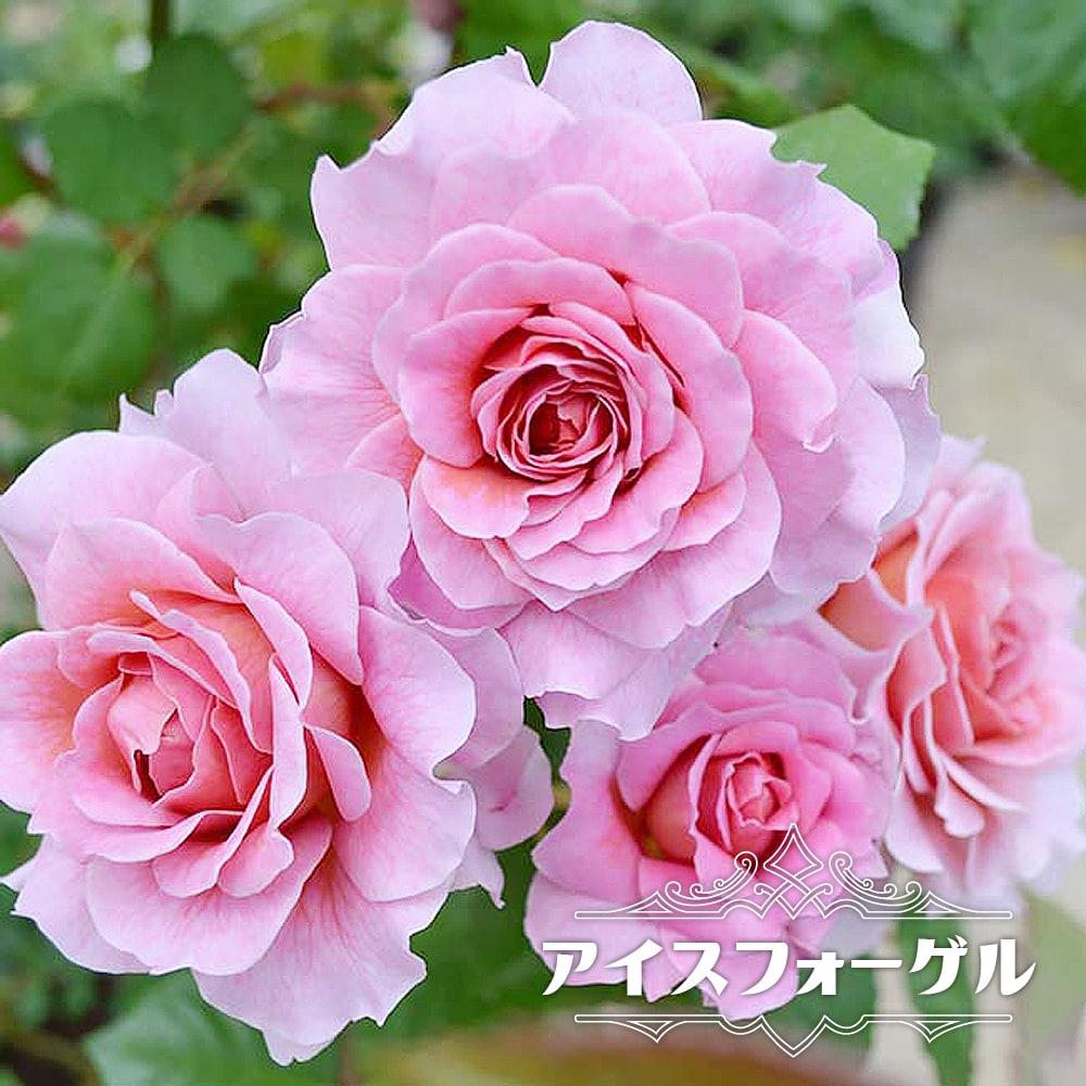 つるバラ アイスフォーゲル 2年生大苗 6号ポット 予約販売12月 翌年1月中に順次入荷 Rose Cl Eisvogel 02 苗木部 花ひろばオンライン 通販 Yahoo ショッピング