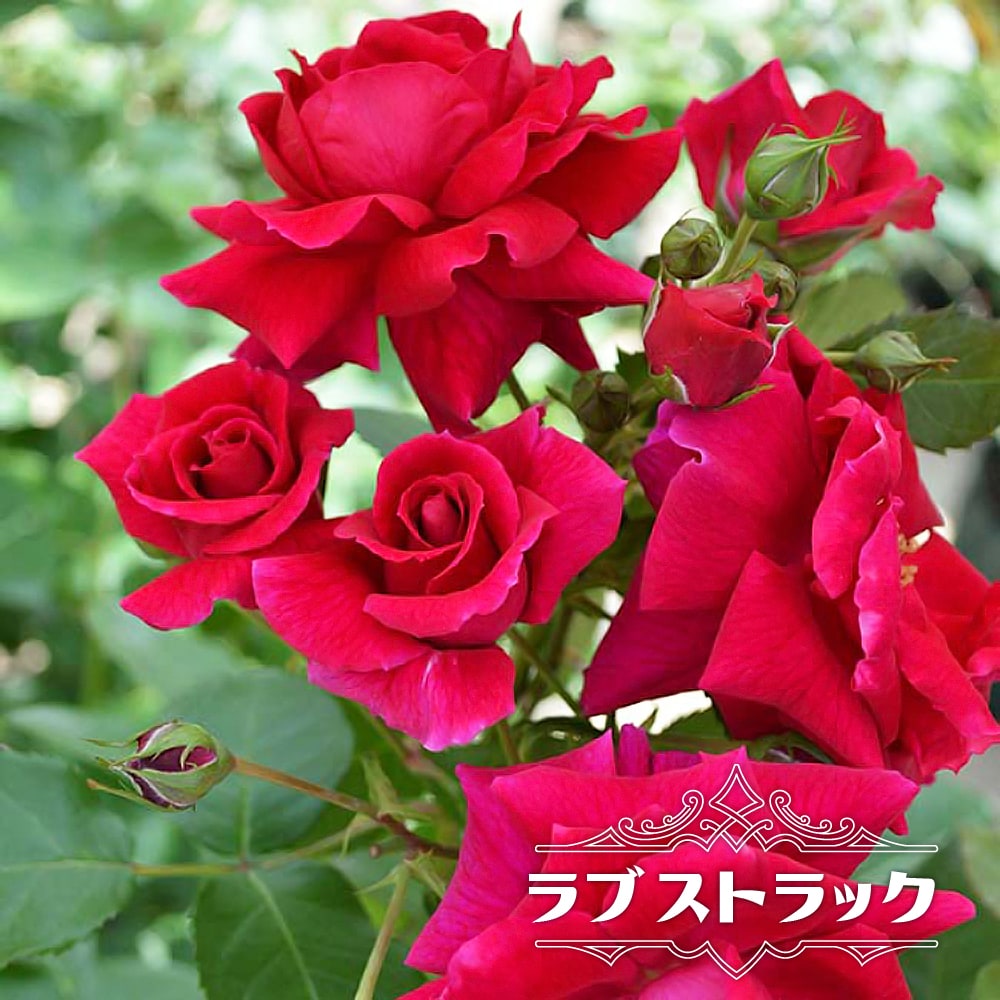 四季咲きつるバラ ラブストラック 2年生大苗 6号ポット : rose-cl 