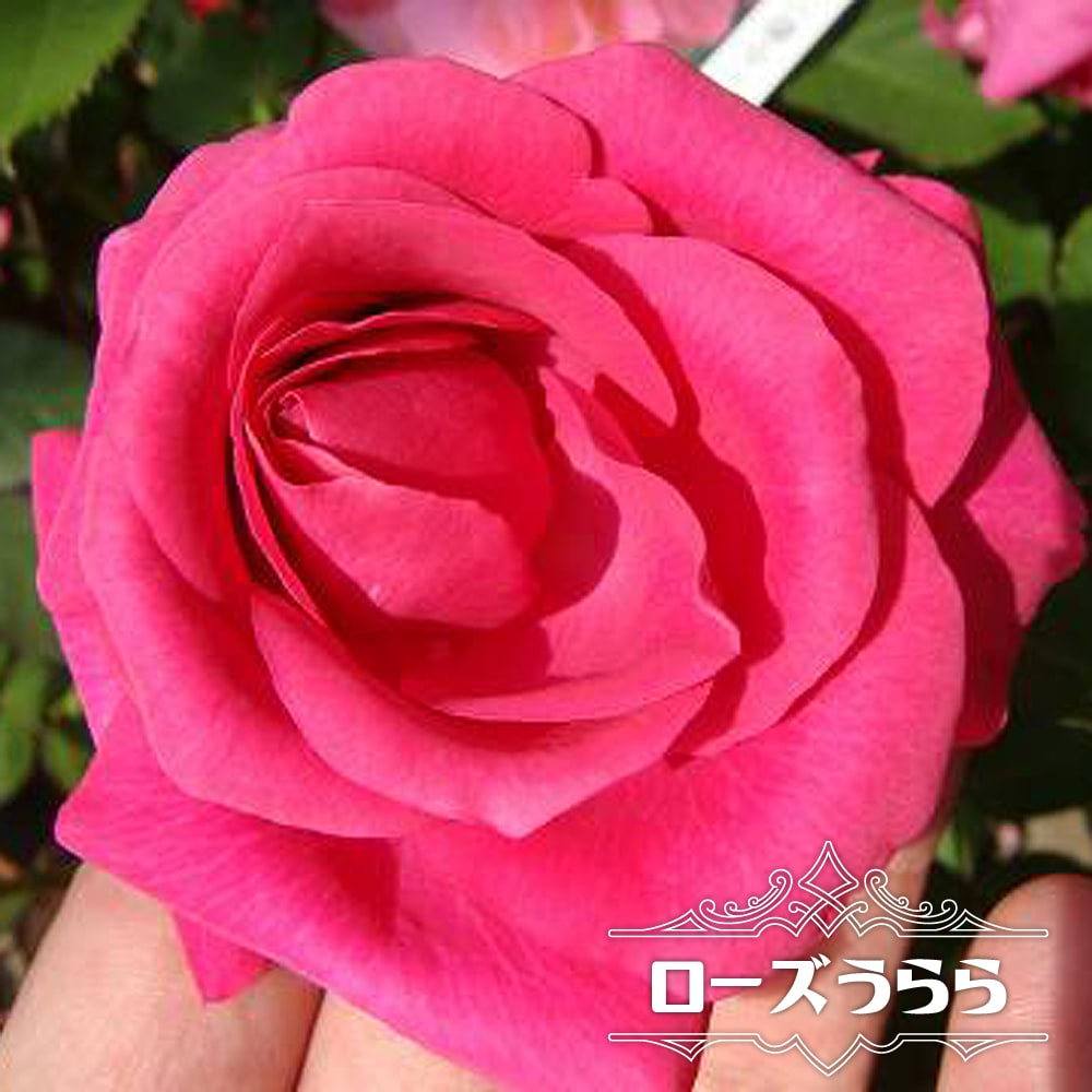 四季咲き バラ苗 ローズうらら 2年生大苗 : 苗木部 花ひろばオンライン