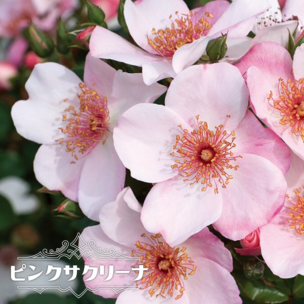 四季咲きバラ苗 ピンクサクリーナ 2年生大苗 爆買いweek : 苗木部 花