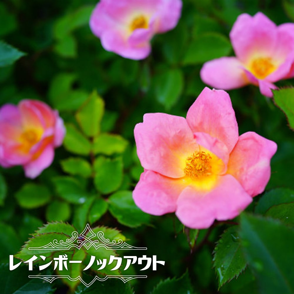 四季咲きバラ苗 レインボーノックアウト 2年生大苗 6号ポット : 苗木部