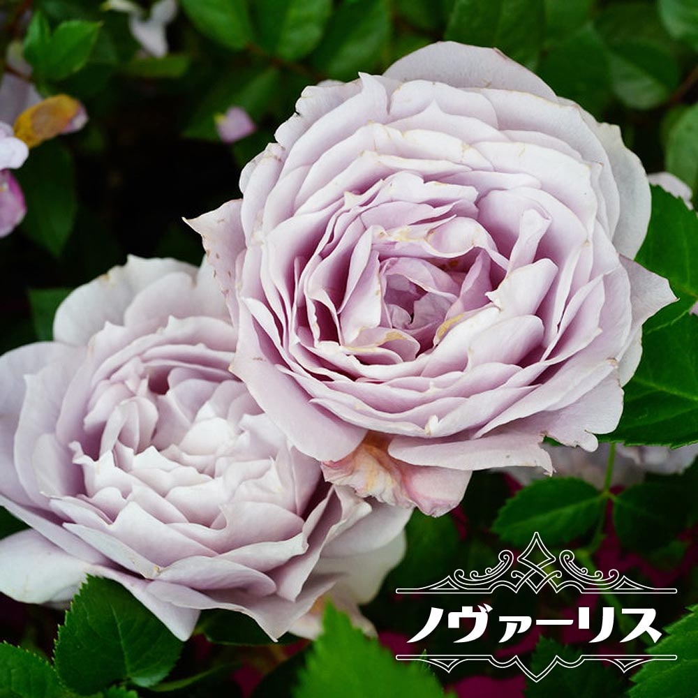 バラ苗 ノヴァーリス 国産苗 大苗 6号ポット 四季咲き 紫色 バラ 苗 Rose Novaarisu02 苗木部 花ひろばオンライン 通販 Yahoo ショッピング