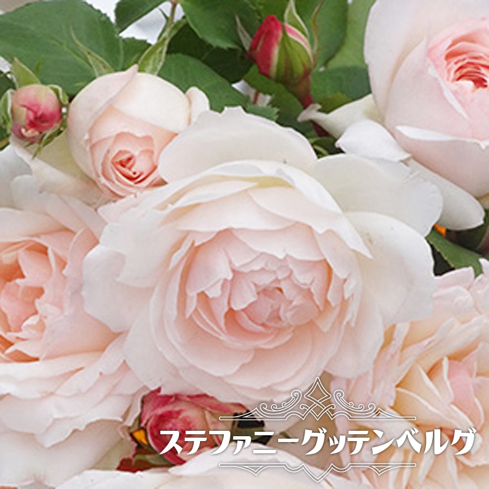 バラ苗 ステファニーグッテンベルグ 木立バラ 四季咲き カップ咲き 病害虫に強い Rose Fl Stefanygutenbelg02 苗木部 花ひろばオンライン 通販 Yahoo ショッピング