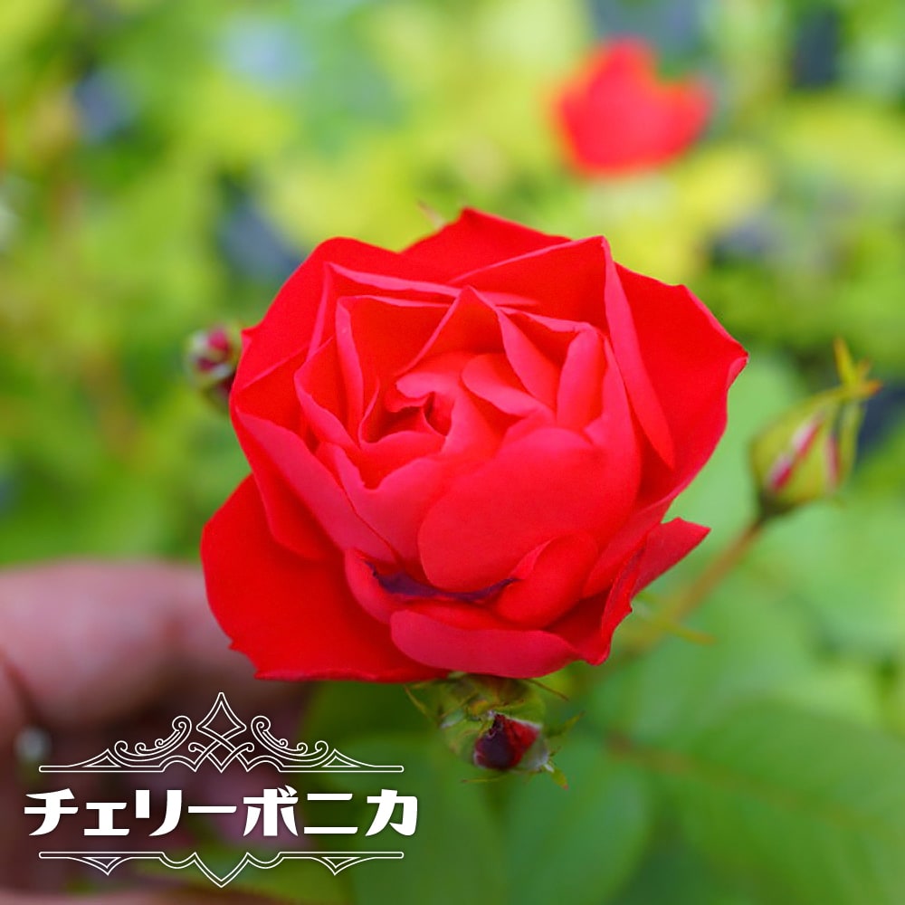 四季咲きバラ苗 チェリーボニカ 2年生大苗 : 苗木部 花ひろば