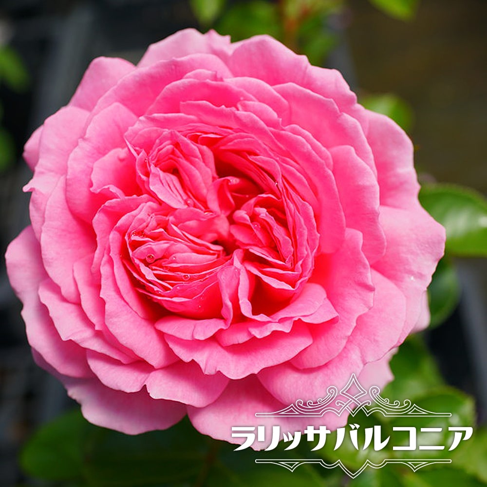 四季咲き 木立バララリッサバルコニア2年生大苗 予約販売12 翌1月頃入荷予定 Rose Fl Rarissabarukonia02 苗木部 花ひろばオンライン 通販 Yahoo ショッピング