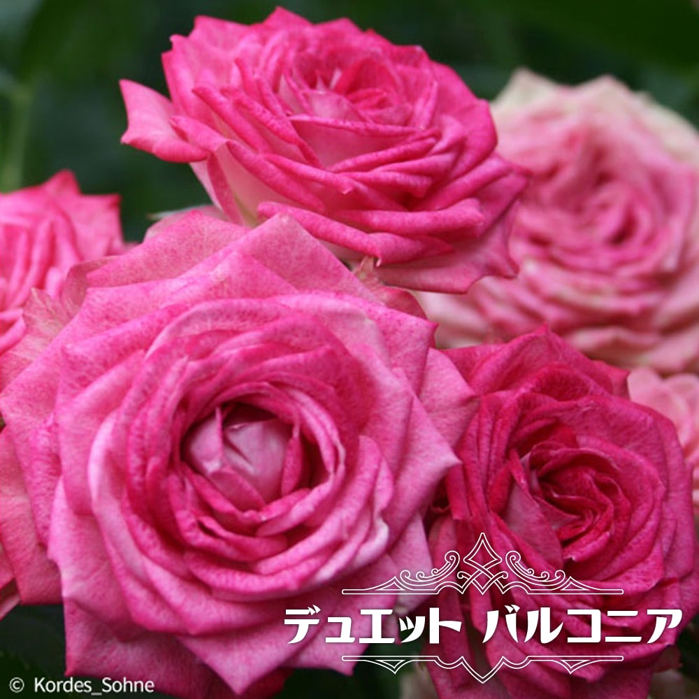 四季咲きバラ苗デュエット バルコニア2年生大苗 予約販売12月〜翌年1月中に順次入荷。 :rose-fl-dyuettobarukonia02:苗木部  花ひろばオンライン 通販 