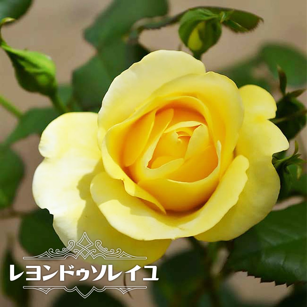 四季咲きバラ苗 レヨンドゥソレイユ 2年生大苗 予約販売12 翌1月頃入荷予定 Rose Fl Layondesoleille 02 苗木部 花ひろばオンライン 通販 Yahoo ショッピング 四季咲きバラ苗 レヨンドゥソレイユ 2年生大苗 予約販売12 翌1月頃入荷予定 Rose Fl Layondesoleille 02 苗木部 花ひろばオンライン 通販 Yahoo ショッピング