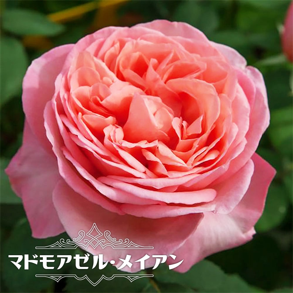 バラ苗