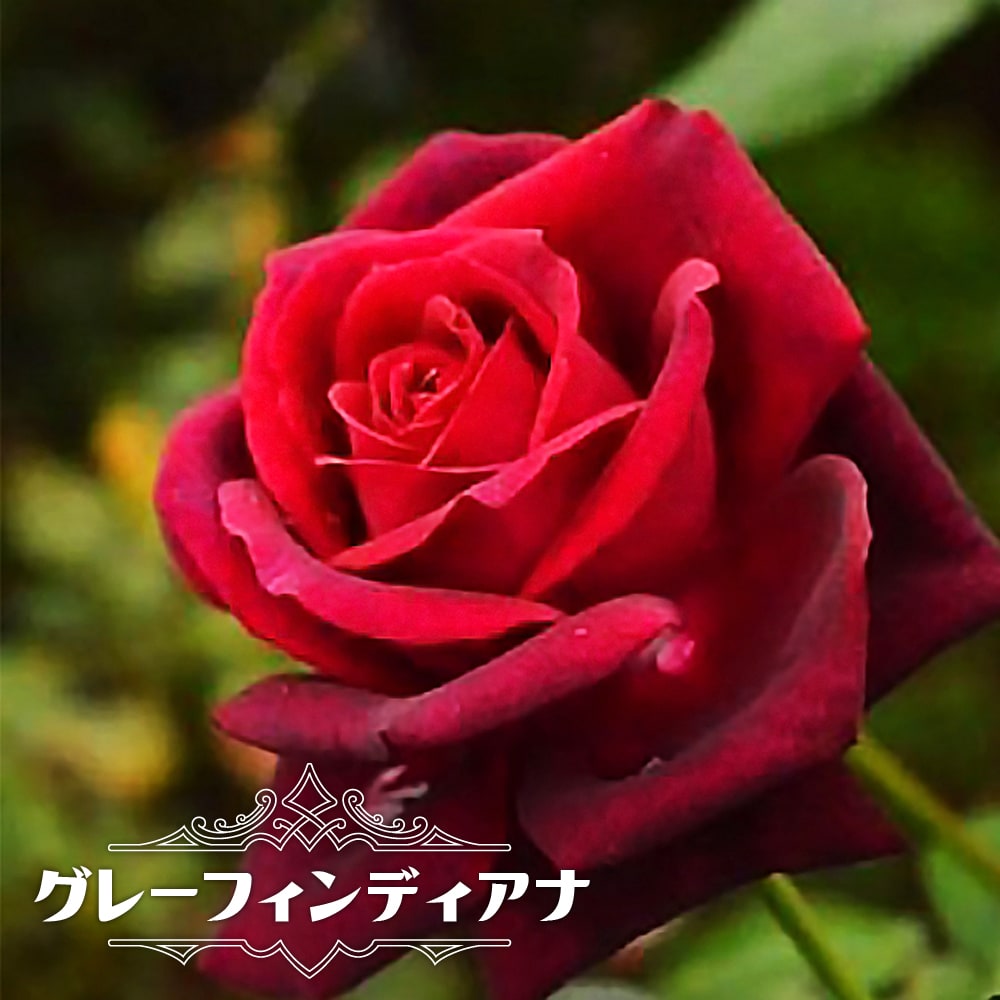 四季咲きバラ苗 グレーフィンディアナ 2年生大苗 爆買いweek : 苗木部