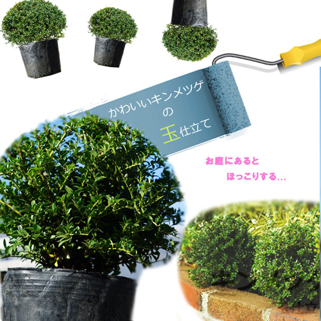 キンメツゲ 玉仕立て 6号ポット苗 : 苗木部 花ひろばオンライン