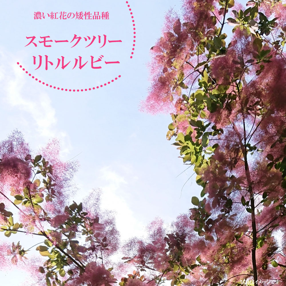 スモークツリー リトルルビー ポット苗 煙の木 : 苗木部 花