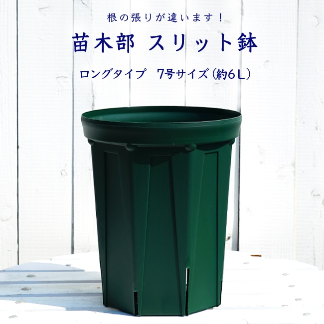 原種プルプラセンス　充実株 ロングスリット鉢のまま発送 スリット鉢 黒 3号 10個セット スリットポット ロングポット