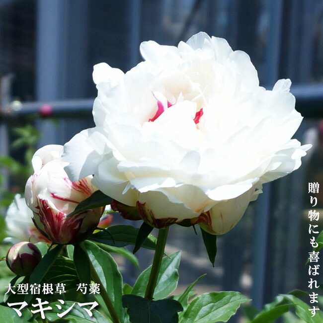 芍薬 フェスティバマキシマ 6号スリット鉢植え : shakuyaku-makishima : 苗木部 花ひろばオンライン - 通販 -  Yahoo!ショッピング