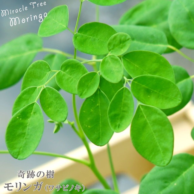 奇跡の樹モリンガ （ワサビノキ） スーパーフード 苗木 : kusa-moringa01 : 苗木部 花ひろばオンライン - 通販 -  Yahoo!ショッピング