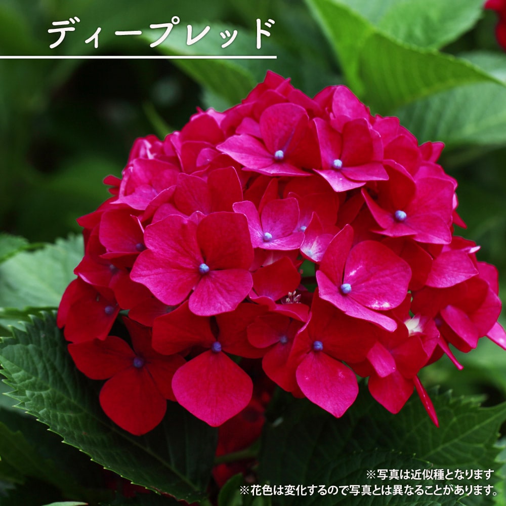 紫陽花 あじさい ディープレッド 5号ポット苗 : niwaki-ajisai-deep-red : 苗木部 花ひろばオンライン - 通販 -  Yahoo!ショッピング