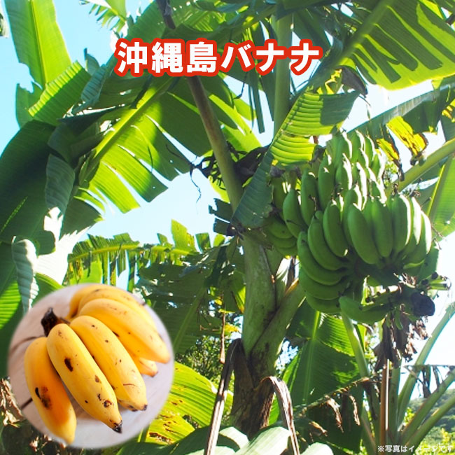 バナナの木 沖縄島バナナ ポット苗 沖縄県産熱帯果樹 予約販売4〜5月頃 