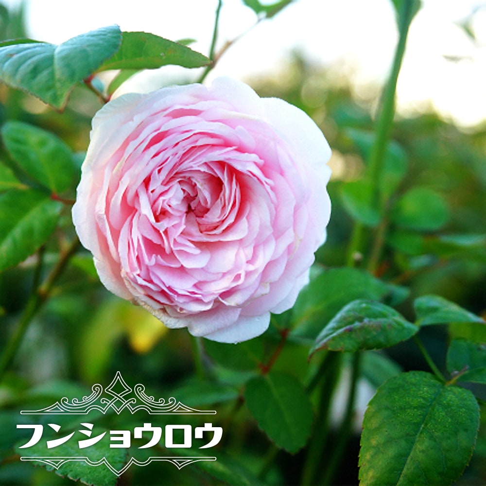 バラ苗 フンショウロウ 粉粧楼 オールドローズ 国産苗 1年生 新苗 四季咲き ピンク 強香 強健 バラ 苗 予約販売4 5月頃発送予定 Rose Old Funshourou Chojaku 1 苗木部 花ひろばオンライン 通販 Yahoo ショッピング バラ苗 フンショウロウ 粉粧楼 オールドローズ 国産苗 1年生 新苗 四季咲き ピンク 強香 強健 バラ 苗 予約販売4 5月頃発送予定 Rose Old Funshourou Chojaku 1 苗木部 花ひろばオンライン 通販 Yahoo ショッピング