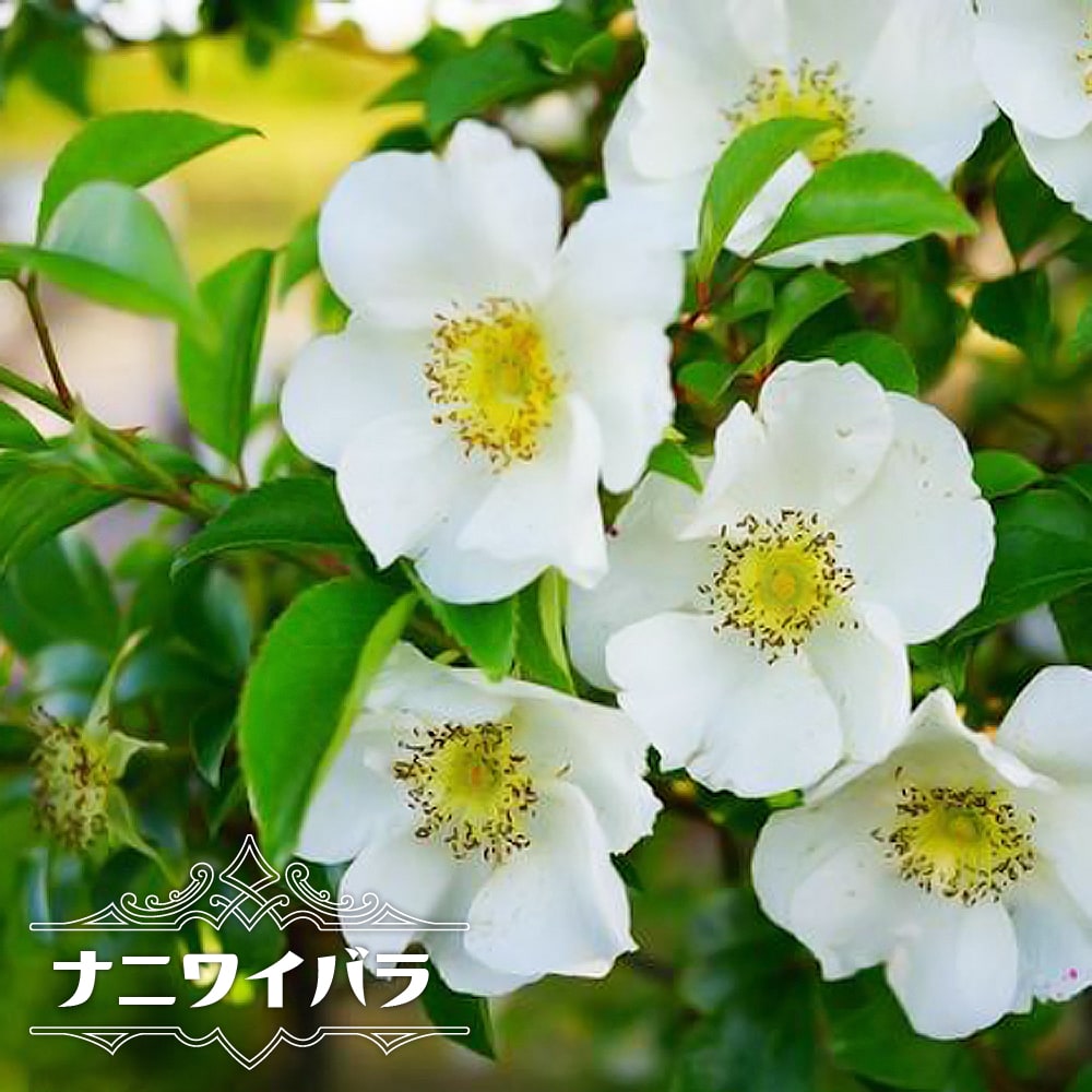 つるバラ ナニワイバラ （オールドローズ) 1年生新苗 : 苗木部