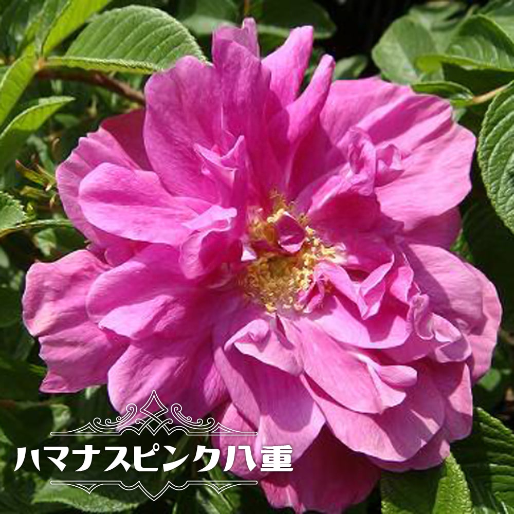 強健バラ苗 ハマナス ピンク八重 1年生新苗 3.5号ポット苗 : 苗木部 花 
