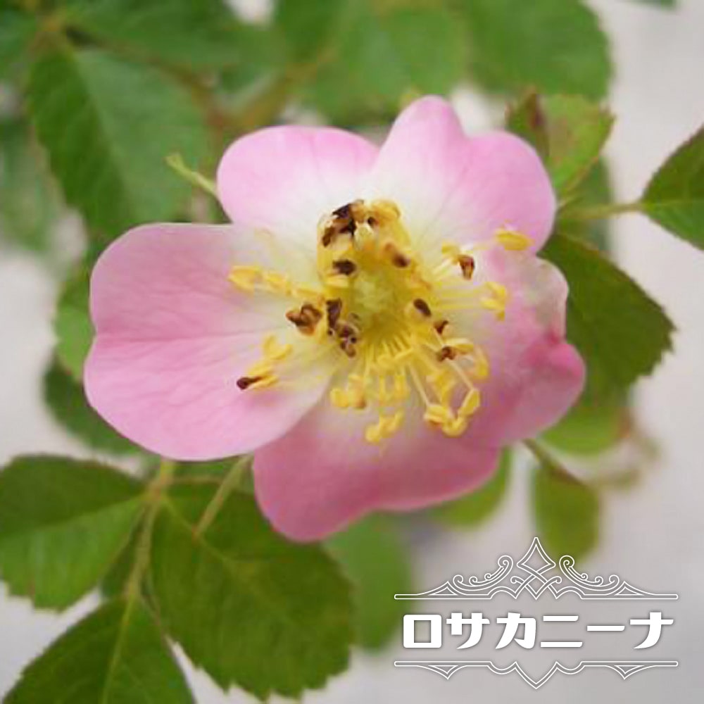 バラ苗 ロサカニーナ （ドッグローズ） 1年生新苗 : 苗木部 花ひろば