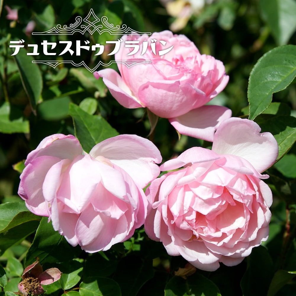 四季咲きバラ デュセスドゥブラバン 2年生大苗 : 苗木部 花ひろば
