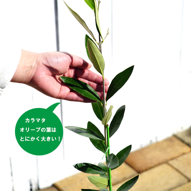 カラマタ オリーブの木 2年生接木苗 : 苗木部 花ひろばオンライン