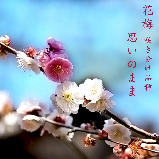 思いのまま 3色咲き分け 花梅 1年生接木苗 : 苗木部 花ひろば