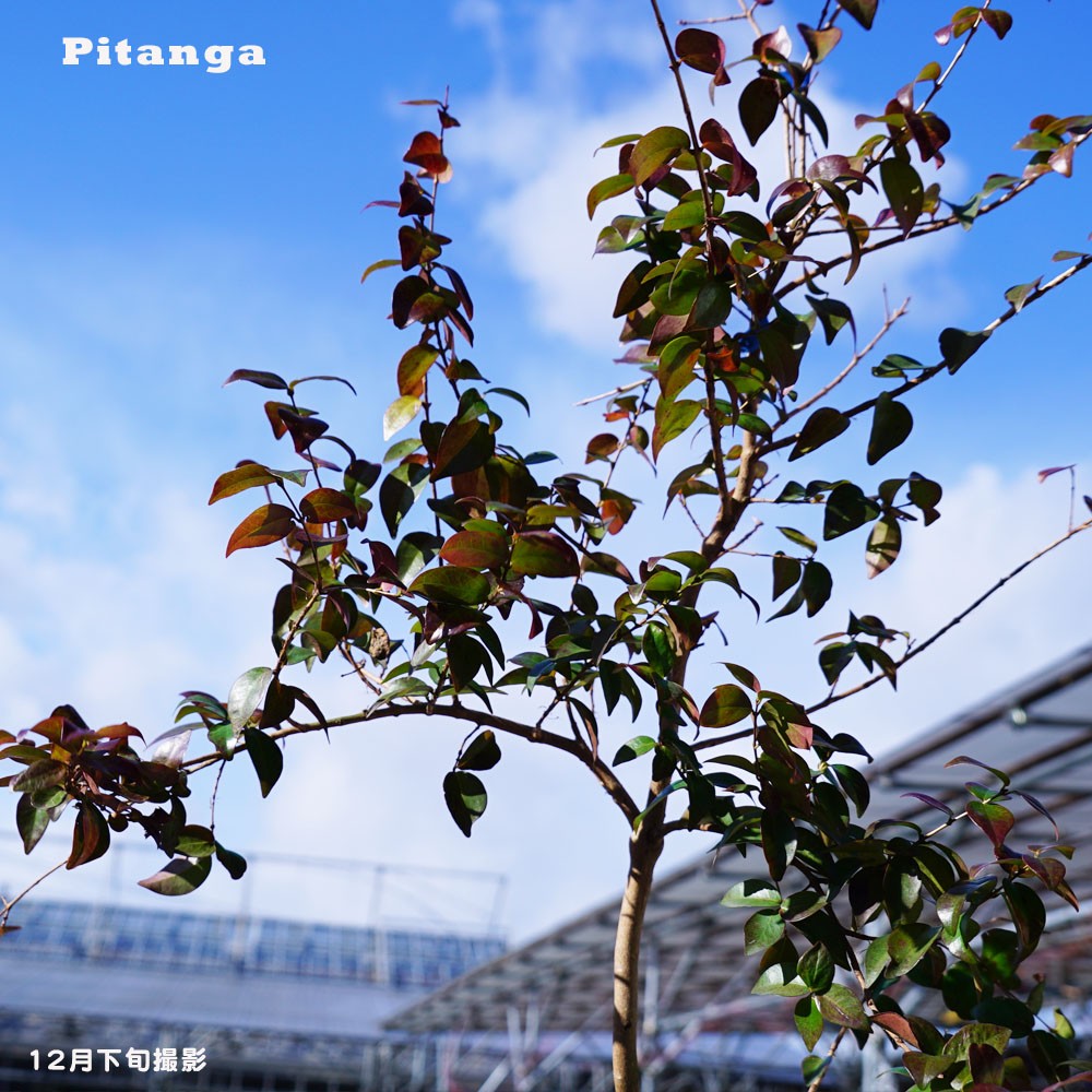 06428277_pitanga03.jpg