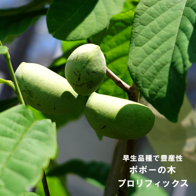 ぽぽー苗木現品実が付き6号鉢高約80cm5/4 ポポー 苗木 プロリフィックス 3年生接木大苗 爆買いweek : 苗木部 花