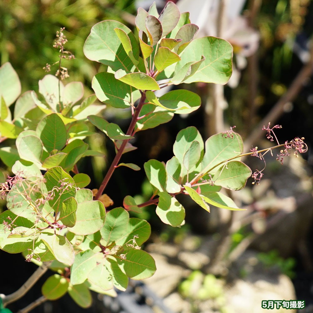 スモークツリー ルビーハート 7号鉢植え : 苗木部 花ひろばオンライン