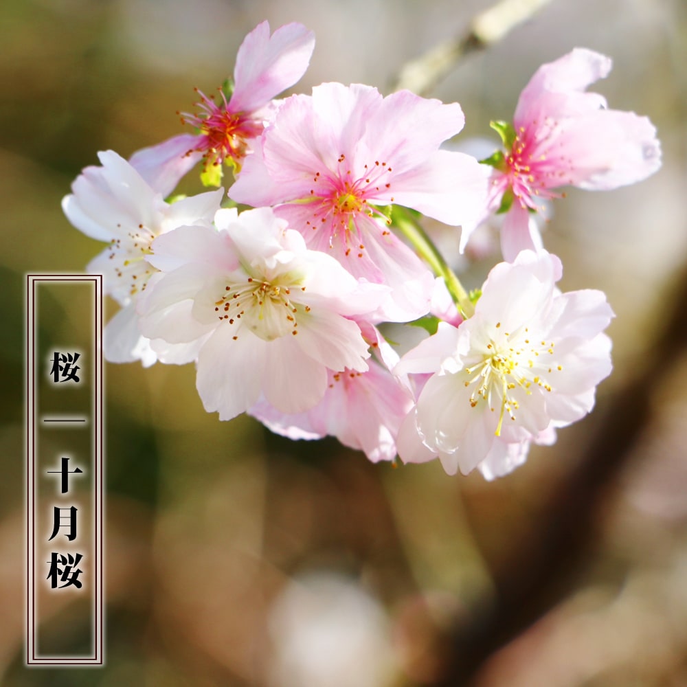 二季咲き さくら 十月桜 1年生 接ぎ木 苗