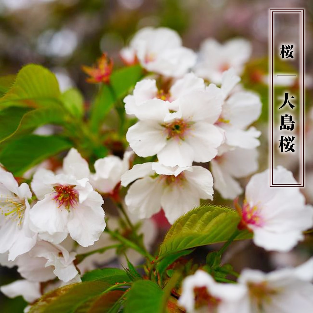 さくら 大島桜 1年生接木苗 予約販売12月〜翌年1月頃入荷予定