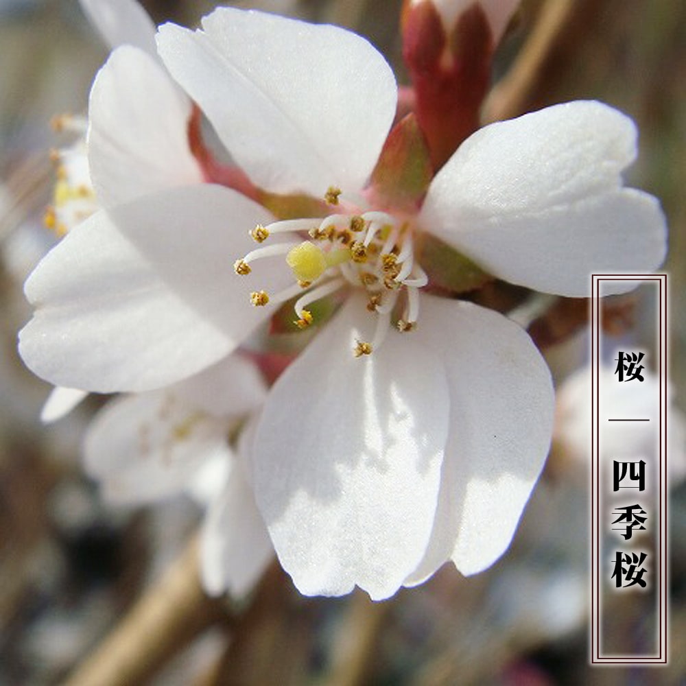 二季咲き さくら 四季桜 1年生接木苗 : niwaki-sakura-shikizakura 
