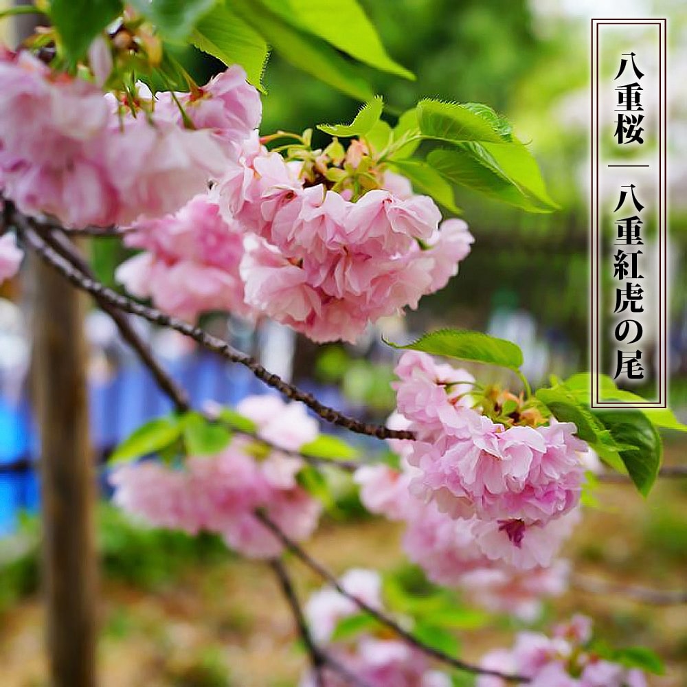 八重桜 八重紅虎の尾 1年生接木苗 爆買いweek : 苗木部 花ひろば