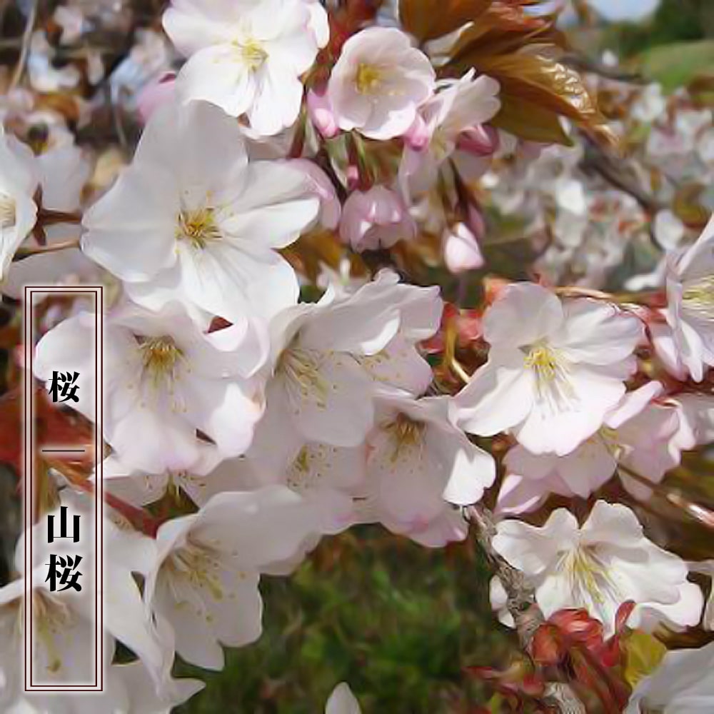 さくら 山桜 （やまざくら） 1年生 実生苗