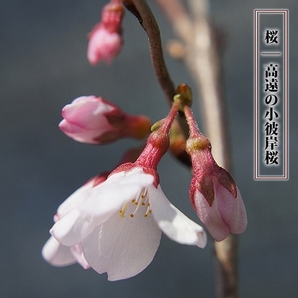 さくら 高遠の小彼岸桜 1年生 接ぎ木 苗 Niwaki Sakura Takatokohigan 苗木部 花ひろばオンライン 通販 Yahoo ショッピング