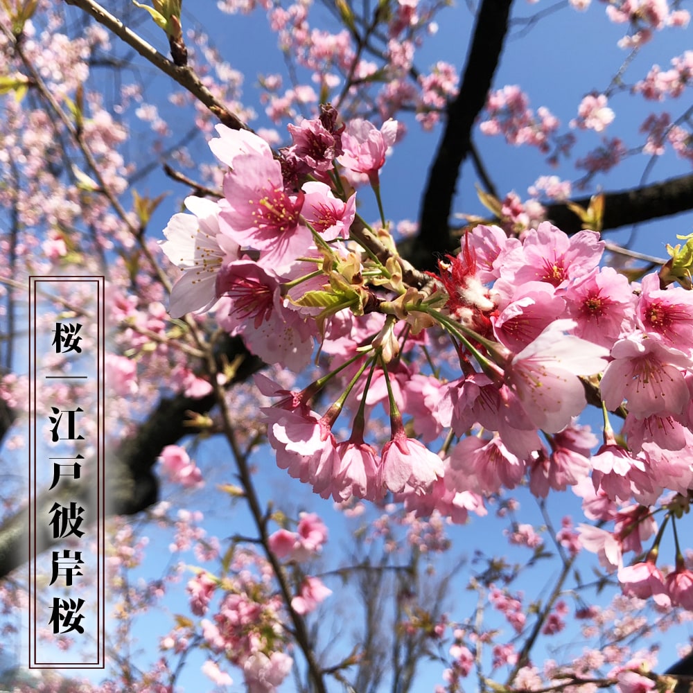 さくら 江戸彼岸桜 えどひがん 1年生接木苗 Niwaki Sakura Edohigan 苗木部 花ひろばオンライン 通販 Yahoo ショッピング