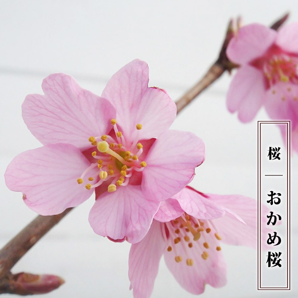 さくら おかめ桜 1年生接木苗 : niwaki-sakura-okame : 苗木部 花 
