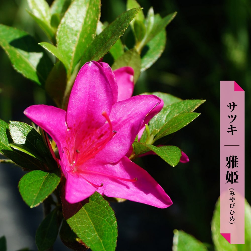 さつき 苗 雅姫/みやびひめ 4号ポット苗 : 苗木部 花ひろばオンライン