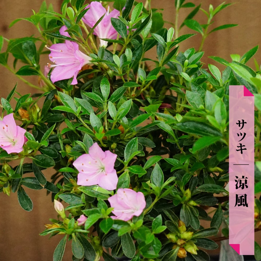 さつき 苗 涼風/りょうふう・すずかぜ 4号ポット苗 : 苗木部 花ひろば