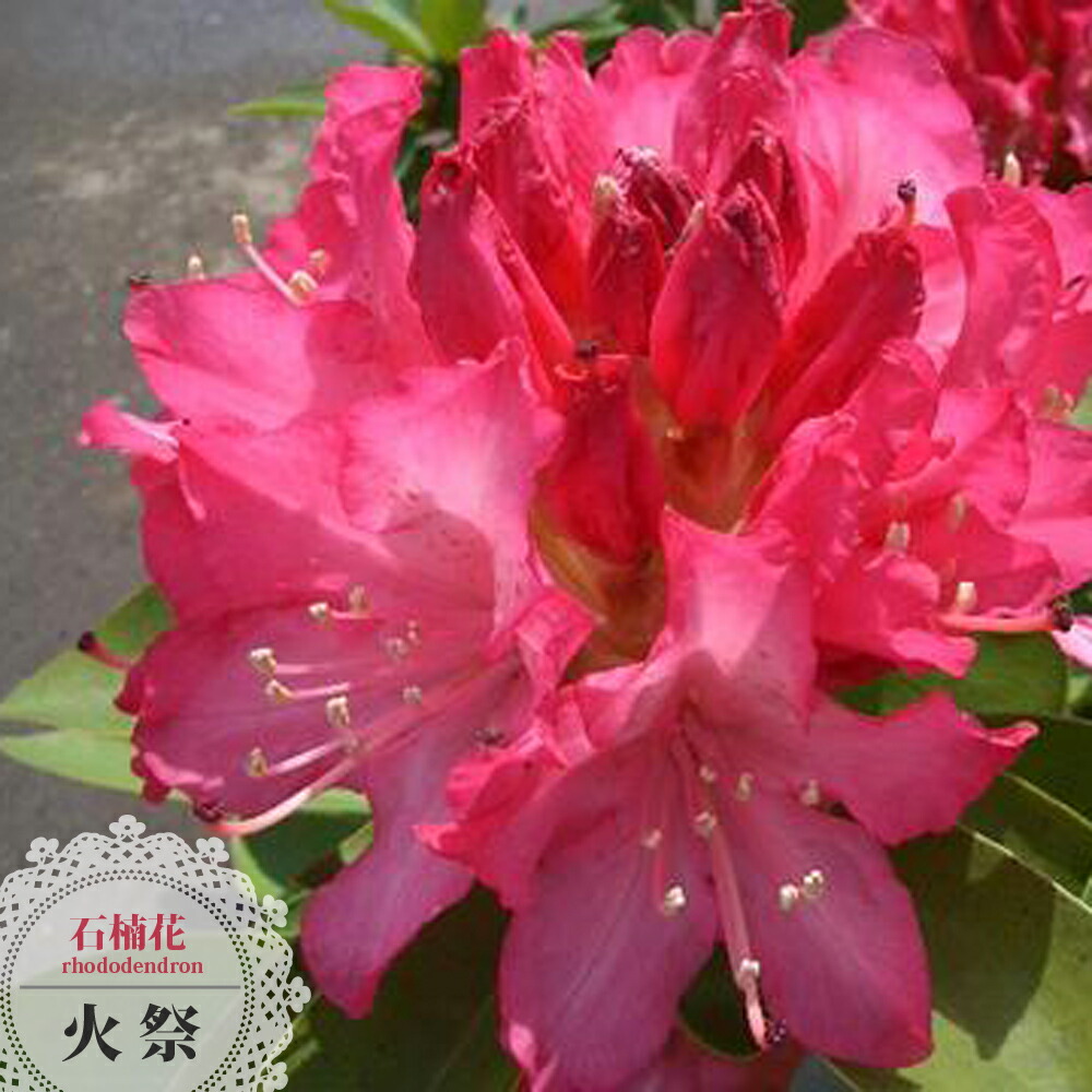 西洋シャクナゲ 火祭 5号鉢植え :shakunage-himatsuri:苗木部 花ひろばオンライン 通販 