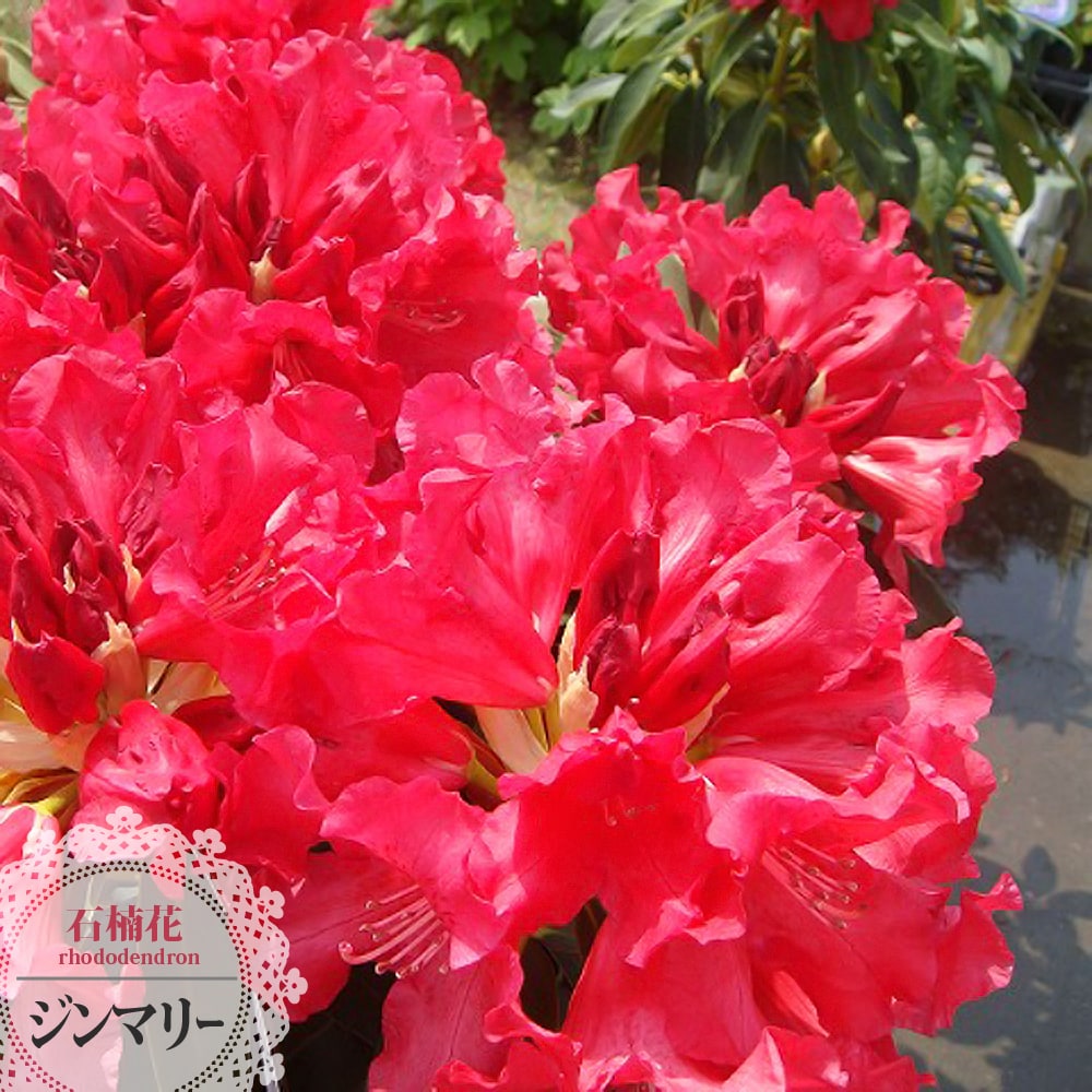 西洋シャクナゲ ジンマリー 5号鉢植え : 苗木部 花ひろば