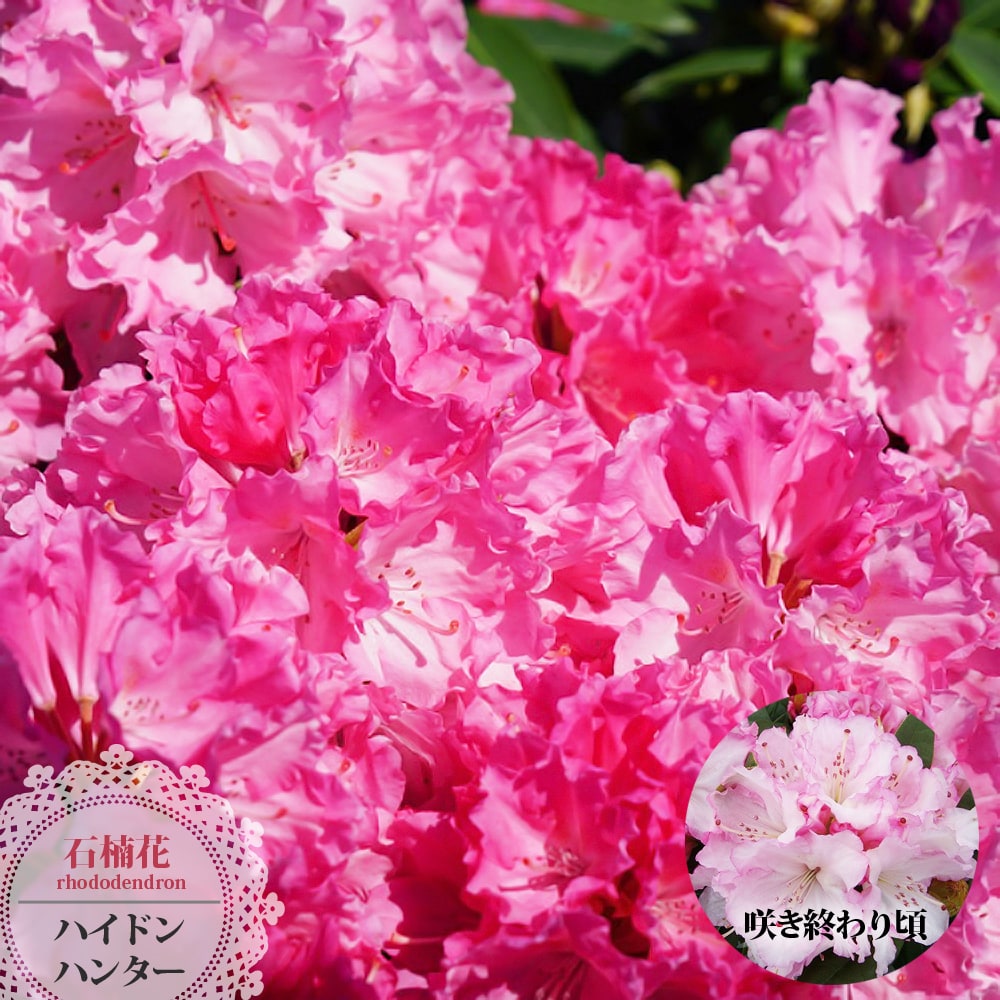 西洋シャクナゲ ハイドンハンター 5号鉢植え : 苗木部 花ひろば