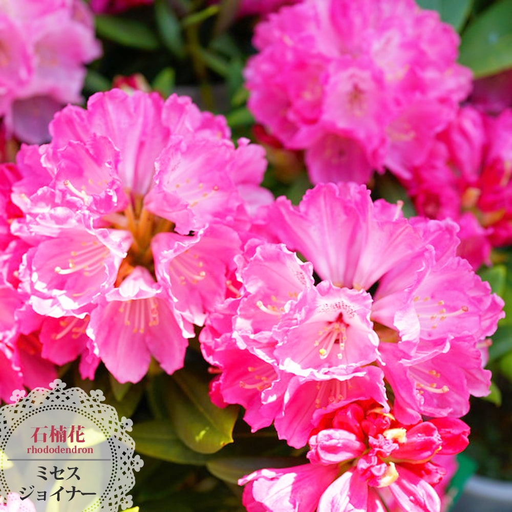西洋シャクナゲ ミセスジョイナー 5号鉢植え : 苗木部 花ひろば