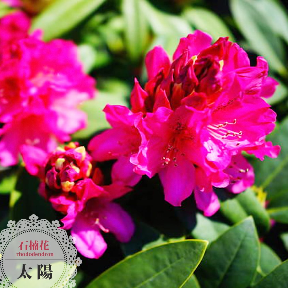 西洋シャクナゲ 太陽 5号鉢植え : 苗木部 花ひろばオンライン - 通販