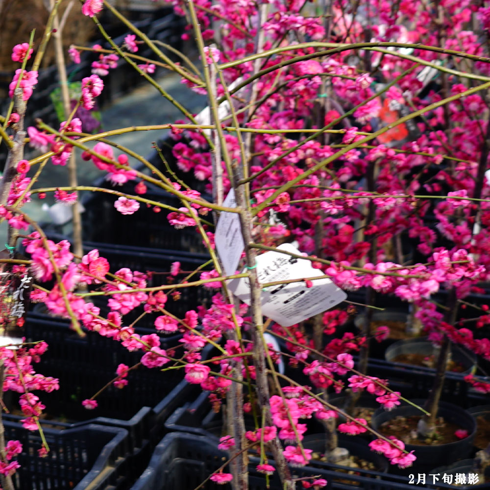 花芽付き 枝垂れ梅 赤 玉光 花梅 2年生 接木 ポット苗 観賞花木 