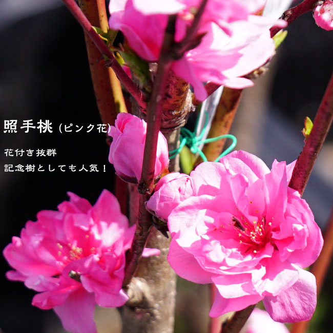 「#期間限定」のおすすめ人気ランキング （ピンク） 花桃 照手桃 花芽付き 2年生 観賞花木 ポット苗 接木 その他観葉植物