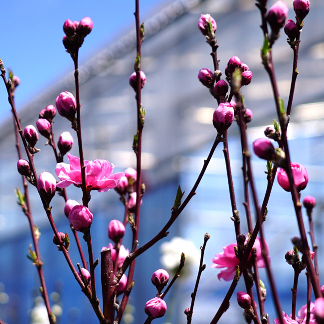 06428277_terute-pink03.jpg