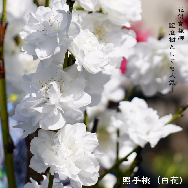 照手白 花桃 白 2年生 接木 ポット苗 観賞花木 予約販売10〜11月頃入荷
